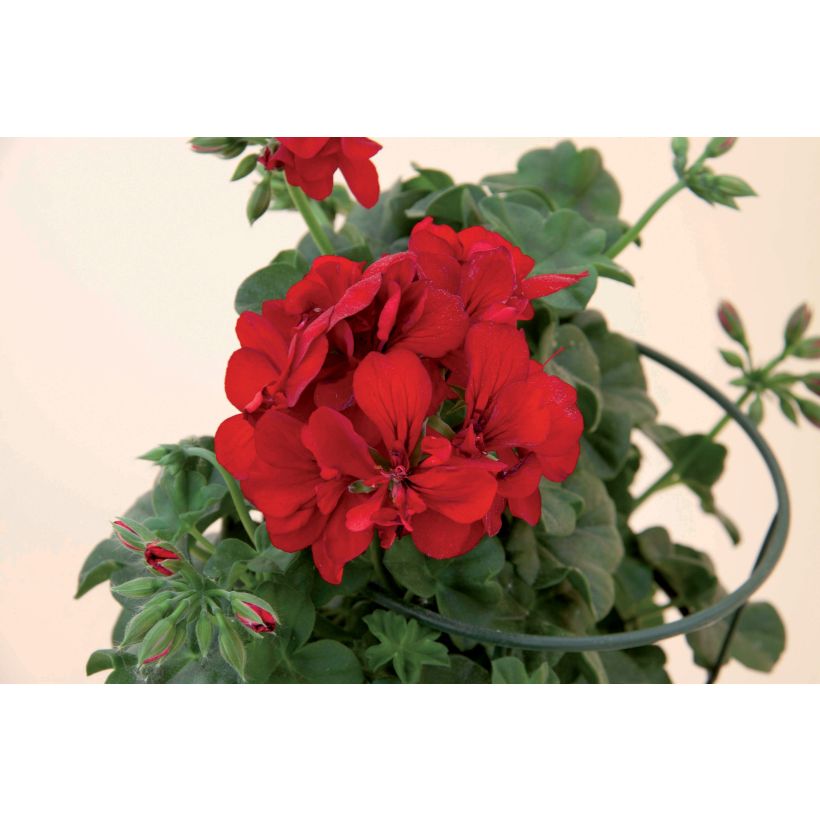 Geranio Double Royal Brillant Red - Gitanilla (Floración)