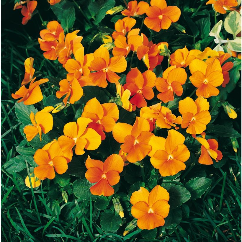 Viola cornuta F1 Penny Orange - Violeta (Floración)