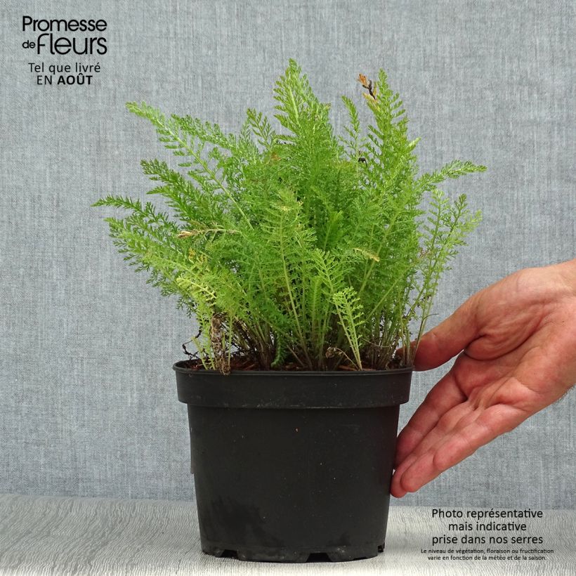 Ejemplar de Achillée millefolium Summer Pastels Pot de 2L/3L entregado en verano