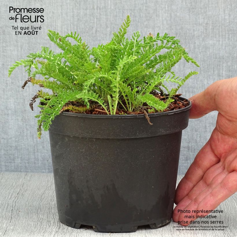 Ejemplar de Milenrama White Beauty - Achillea millefolium Maceta 2L/3L entregado en verano