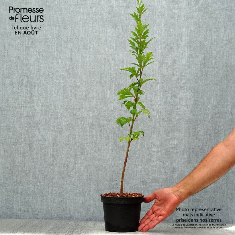 Ejemplar de Aconitum carmichaelii Arendsii Maceta 2L/3L entregado en verano