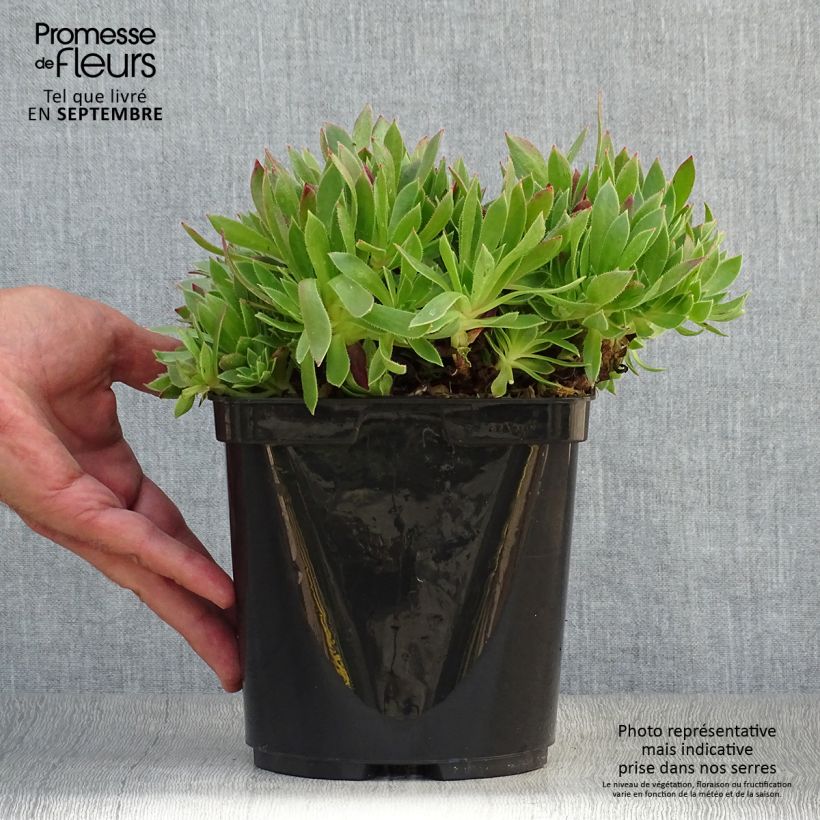 Ejemplar de Aeonium arboreum Cornish Tribute Maceta 3L/4L entregado en otoño