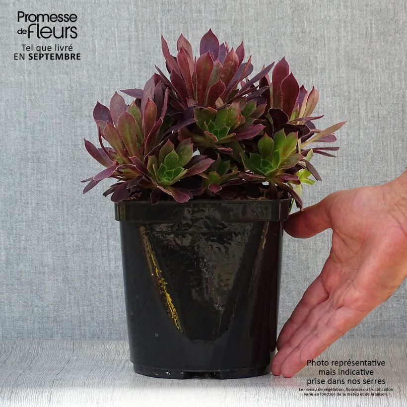 Ejemplar de Aeonium arboreum Du Rozzen Maceta 3L/4L entregado en otoño