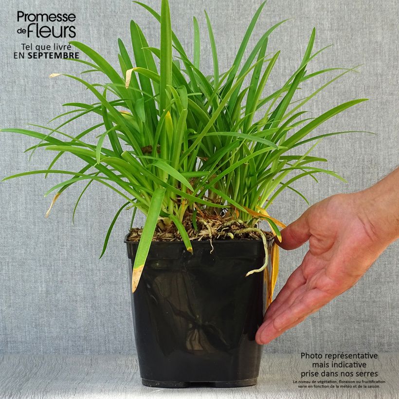 Ejemplar de Agapanto Vallée de la Romanche Maceta 2L/3L entregado en otoño