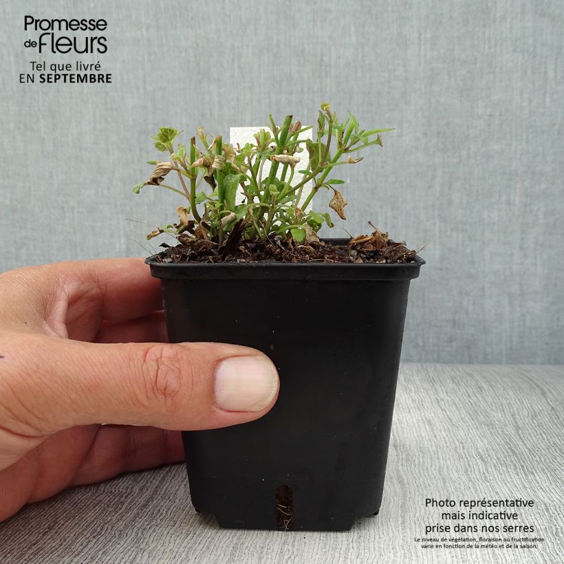 Ejemplar de Agastache aurantiaca Apricot Sprite Maceta de 8/9 cm entregado en otoño
