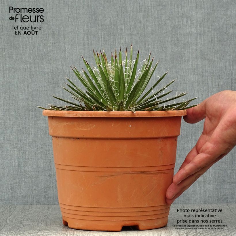 Ejemplar de Cabuyo - Agave filifera Maceta 1,5L/2L entregado en verano