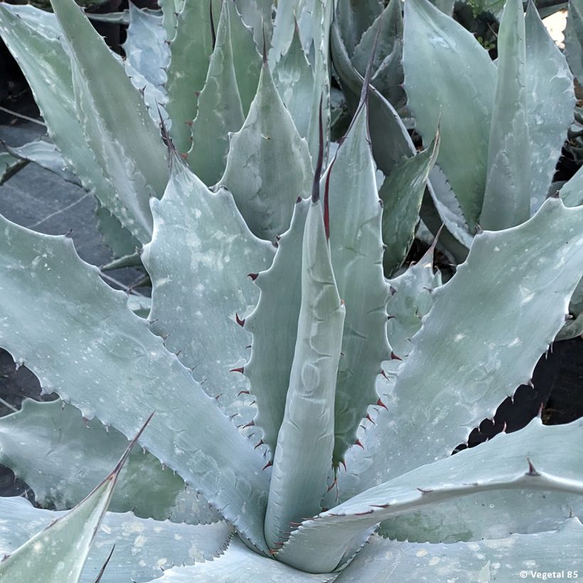Agave durangensis (Follaje)