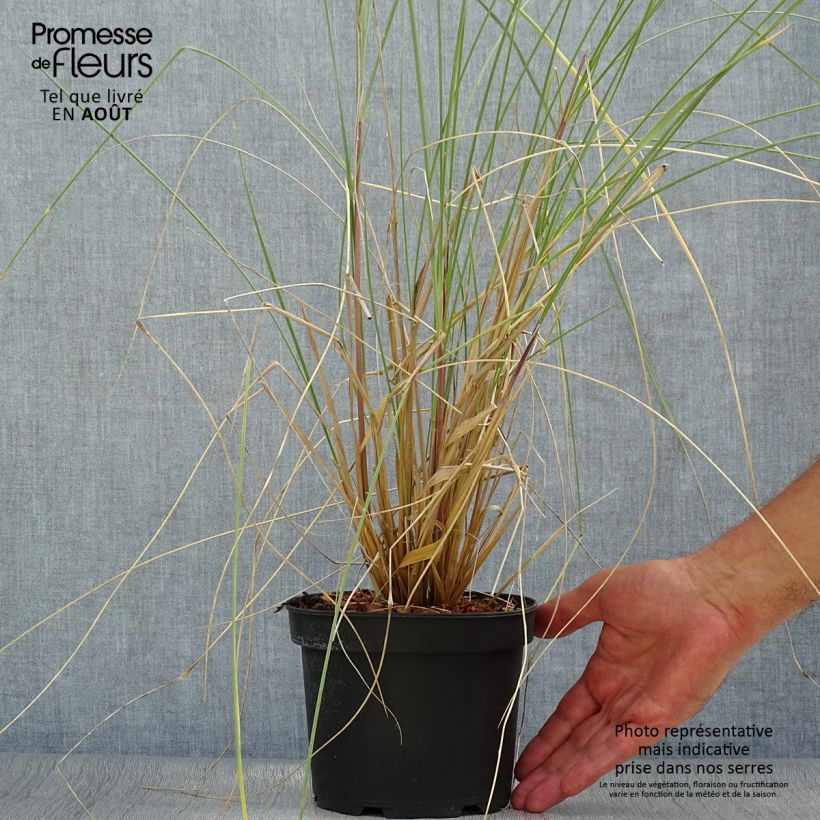 Ejemplar de Ammophila arenaria - Barrón Maceta 2L/3L entregado en verano