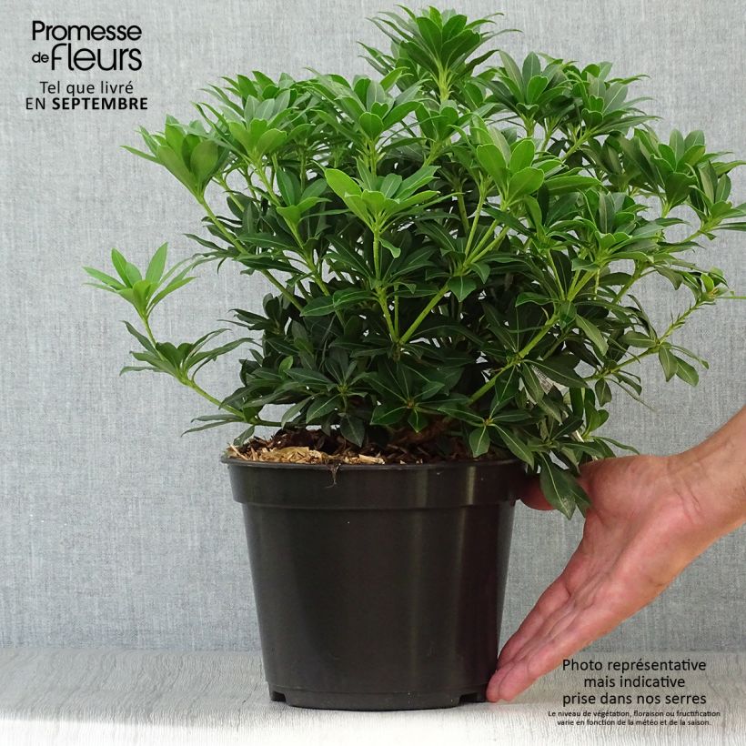 Ejemplar de Pieris japonica Sarabande - Andrómeda Maceta 3L/4L entregado en otoño