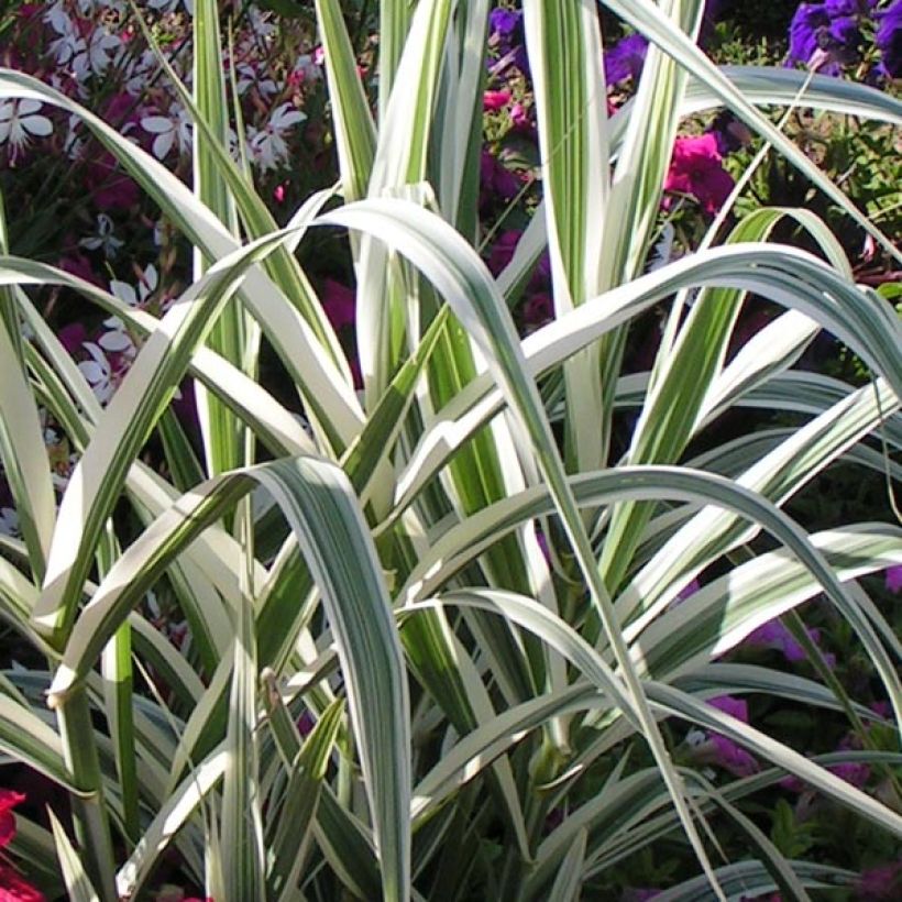 Arundo donax Versicolor - Caña comun (Follaje)