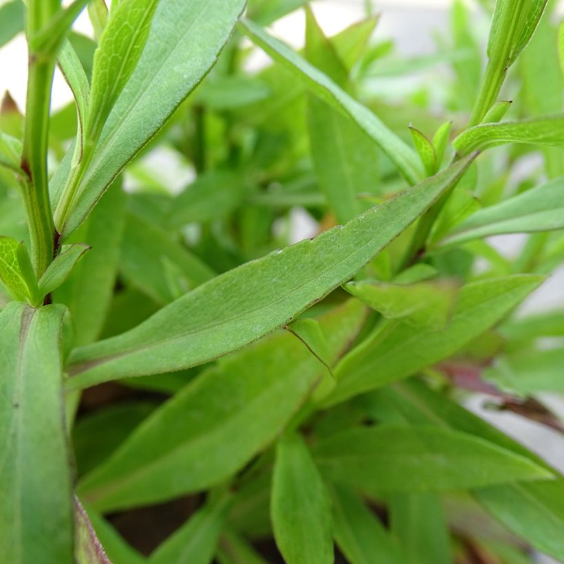 Aster ageratoides Asmoe (Follaje)