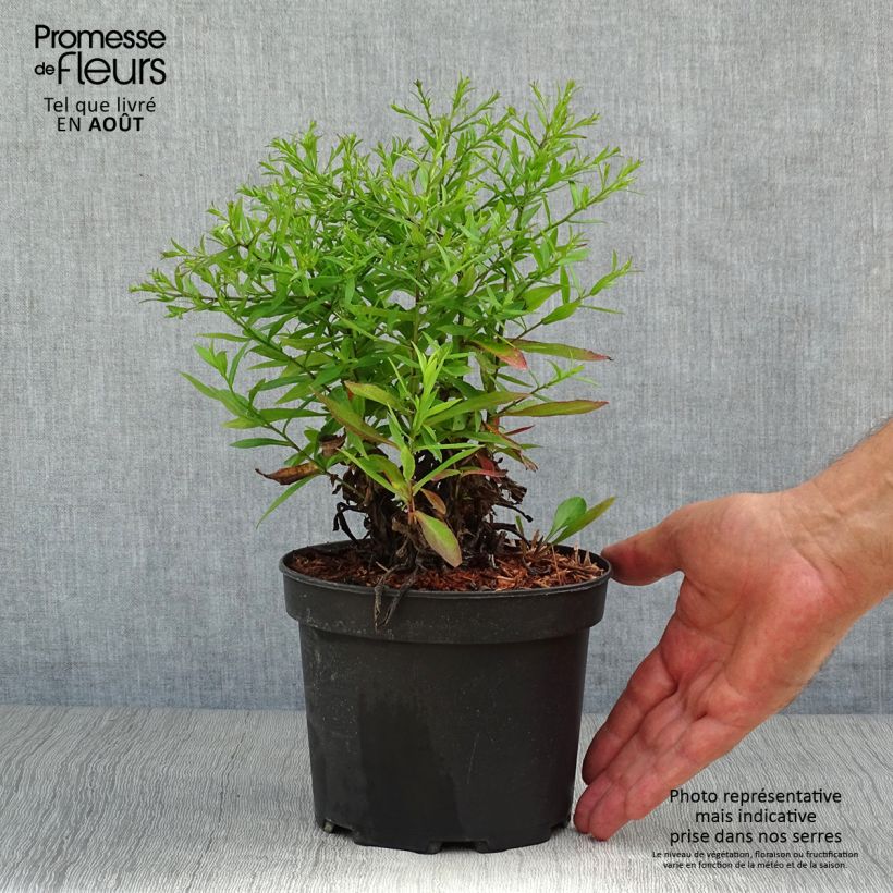 Ejemplar de Aster dumosus Anneke Maceta 1,5L/2L entregado en verano