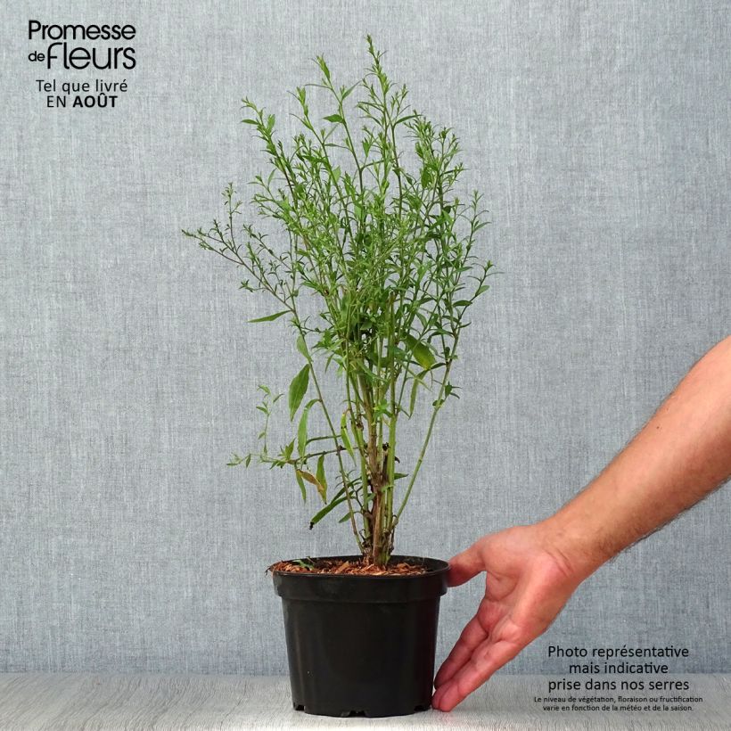 Ejemplar de Aster cordifolius Blue Heaven Maceta 2L/3L entregado en verano