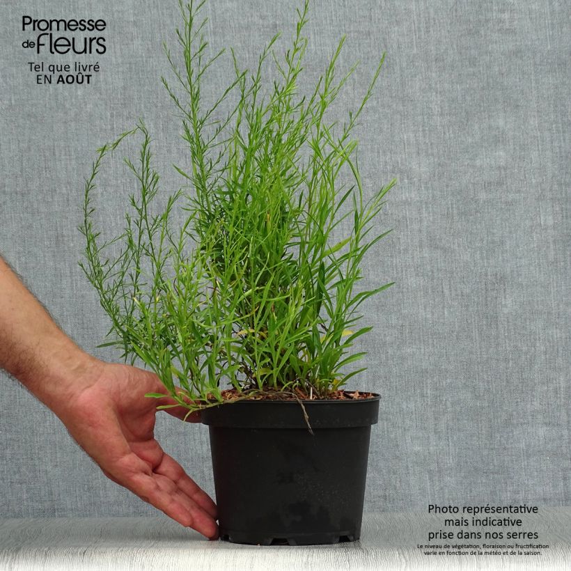 Ejemplar de Aster ericoides var. pringlei Monte Cassino Maceta 2L/3L entregado en verano