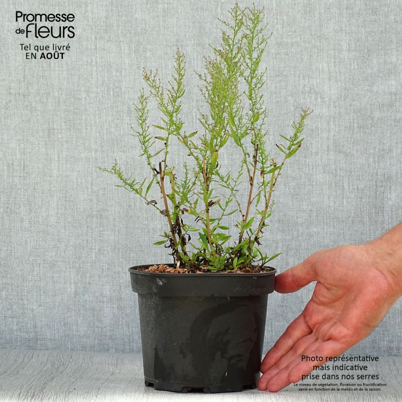 Ejemplar de Aster ericoides Pink Cloud Maceta 2L/3L entregado en verano