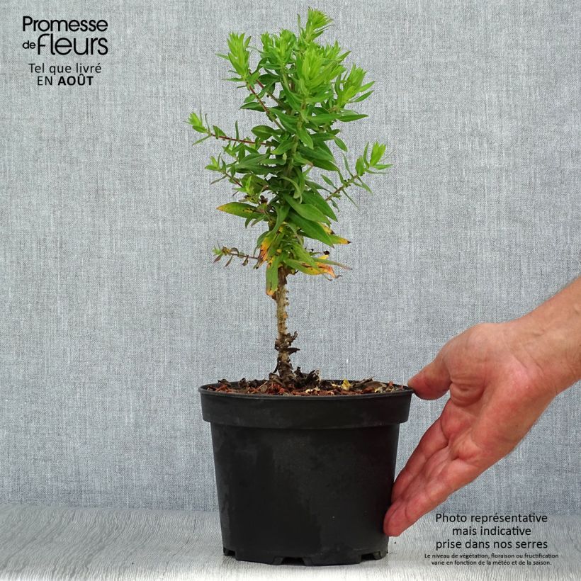 Ejemplar de Aster novae-angliae Purple Dome Maceta 2L/3L entregado en verano