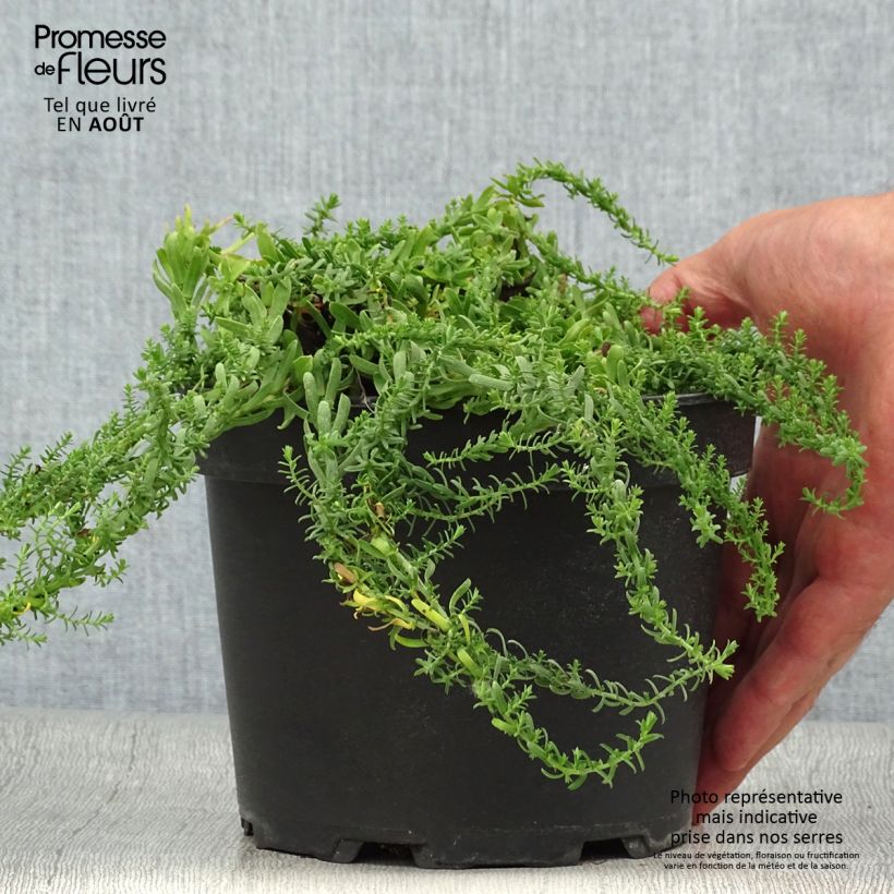 Ejemplar de Aster ericoides f. prostratus Snow Flurry Maceta 2L/3L entregado en verano