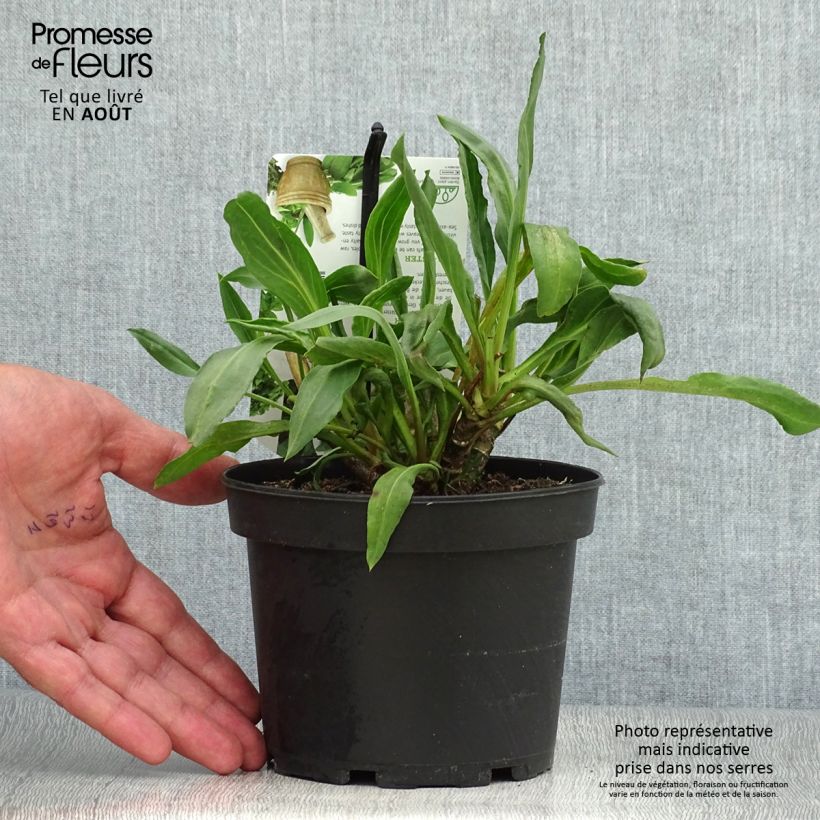 Ejemplar de Aster de mar - Tripolium pannonicum Maceta 1,5L/2L entregado en verano