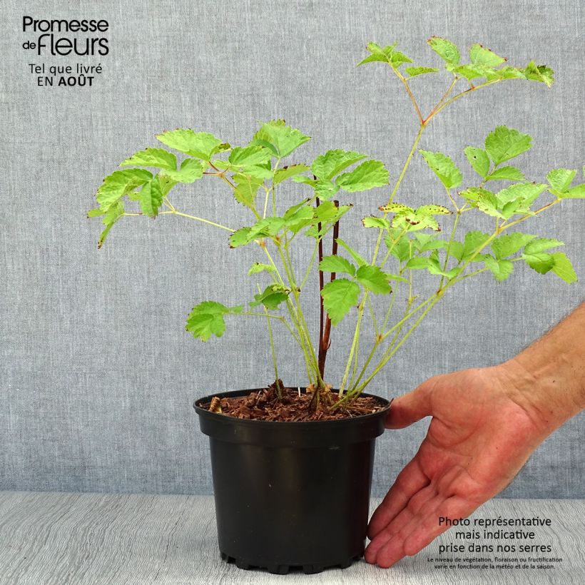 Ejemplar de Espirea de pluma Purpurkerze- Astilbe Maceta 2L/3L entregado en verano