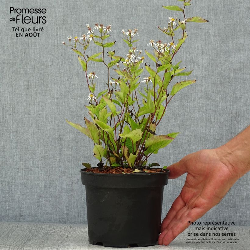 Ejemplar de Aster tradescantii Maceta 2L/3L entregado en verano