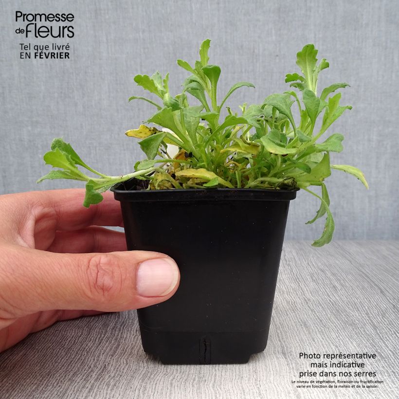 Ejemplar de Aubrieta Cascade Red Maceta de 8/9 cm entregado en otoño