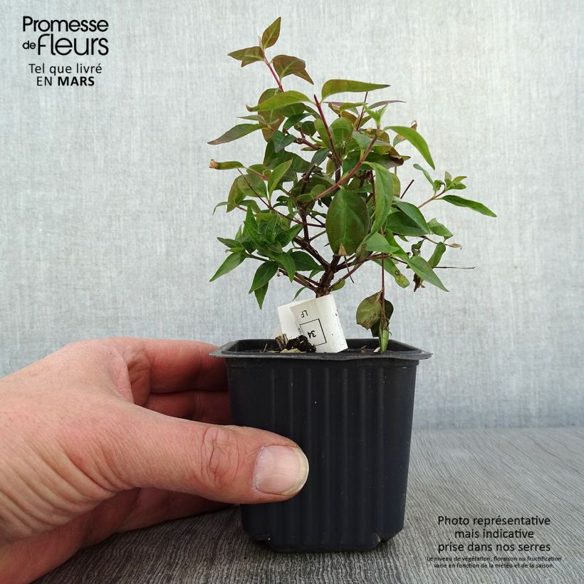 Abelia grandiflora Edward Goucher Maceta de 8/9 cm Ejemplar entregado en invierno