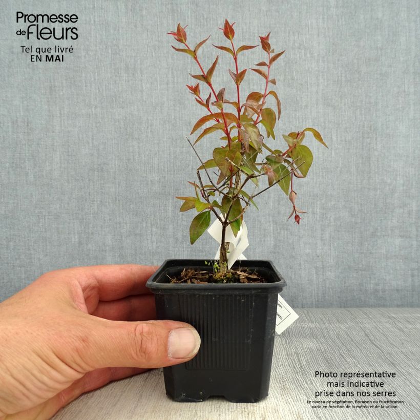 Abelia grandiflora Edward Goucher Maceta de 8/9 cm Ejemplar entregado en la primavera