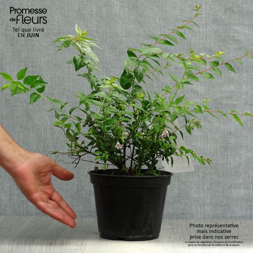 Ejemplar de Abelia grandiflora Edward Goucher Maceta 1L/1,5L entregado en verano