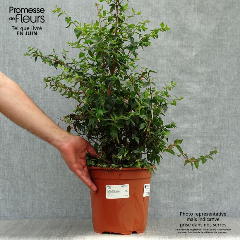 Ejemplar de Abelia grandiflora Edward Goucher Maceta 7,5L/10L entregado en verano