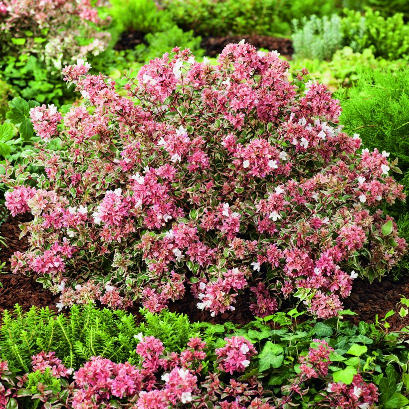 Abelia grandiflora Magic Daydream (Porte)