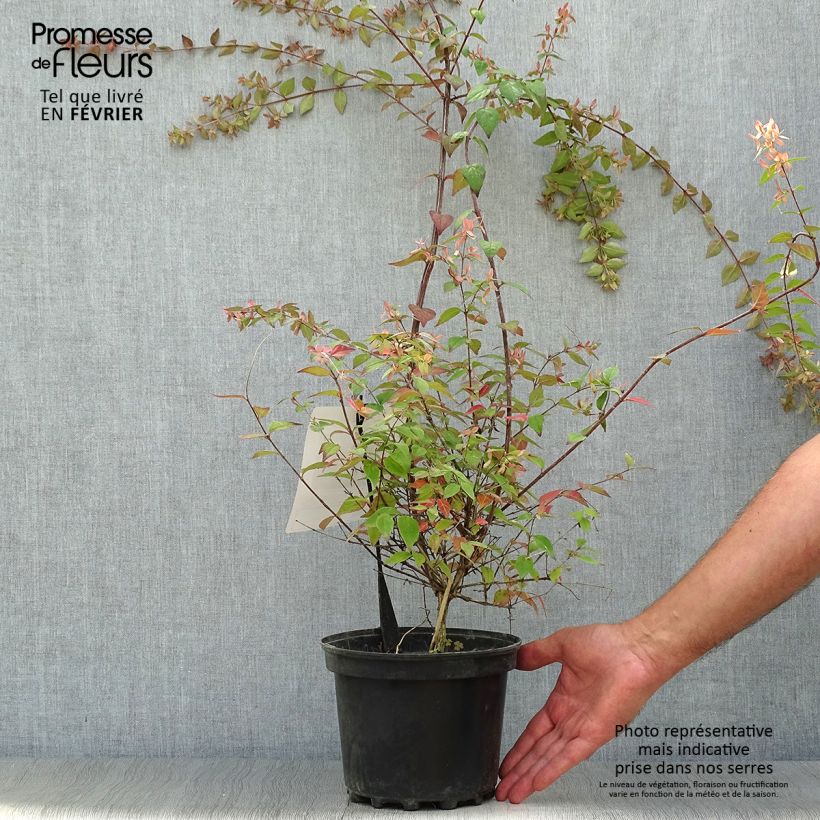 Ejemplar de Abelia grandiflora Pink Pong Maceta 3L/4L entregado en otoño
