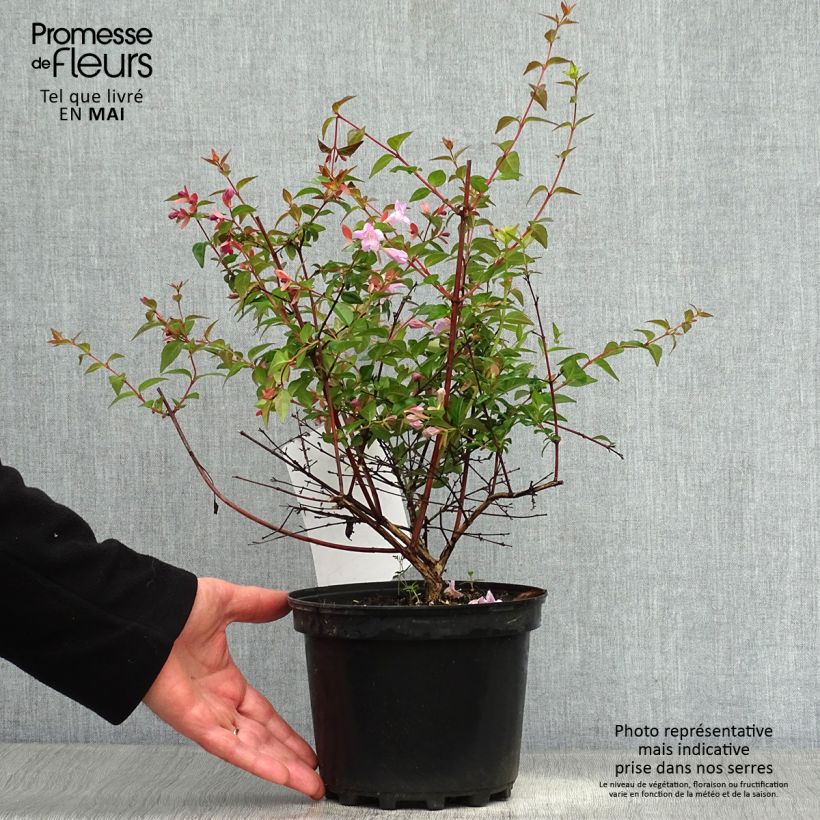 Abelia grandiflora Pink Pong Maceta 3L/4L Ejemplar entregado en la primavera