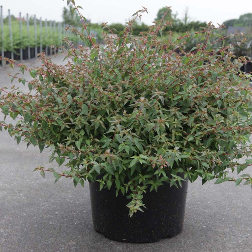 Abelia grandiflora Pinky Bells (Porte)