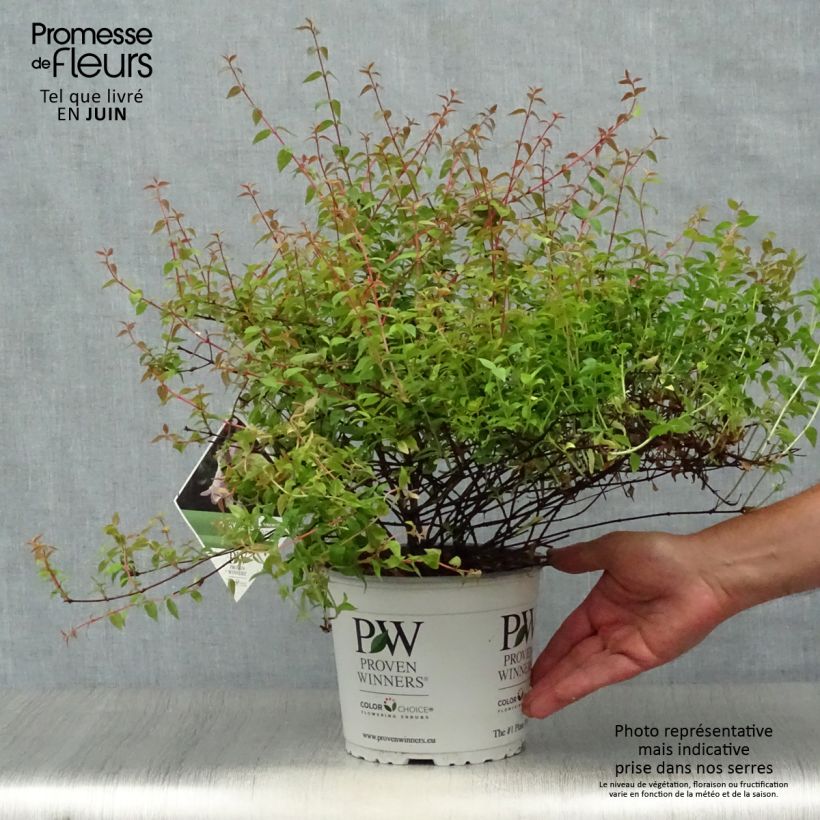 Ejemplar de Abelia grandiflora Pinky Bells Maceta 2L/3L entregado en verano