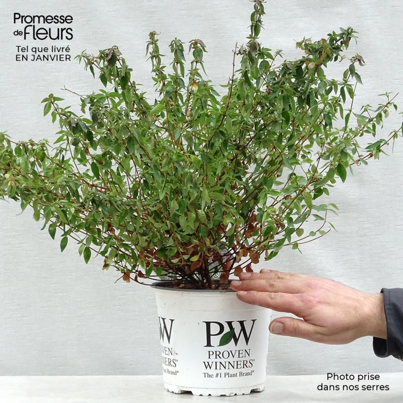 Abelia grandiflora Pinky Bells Maceta 2L/3L Ejemplar entregado en invierno
