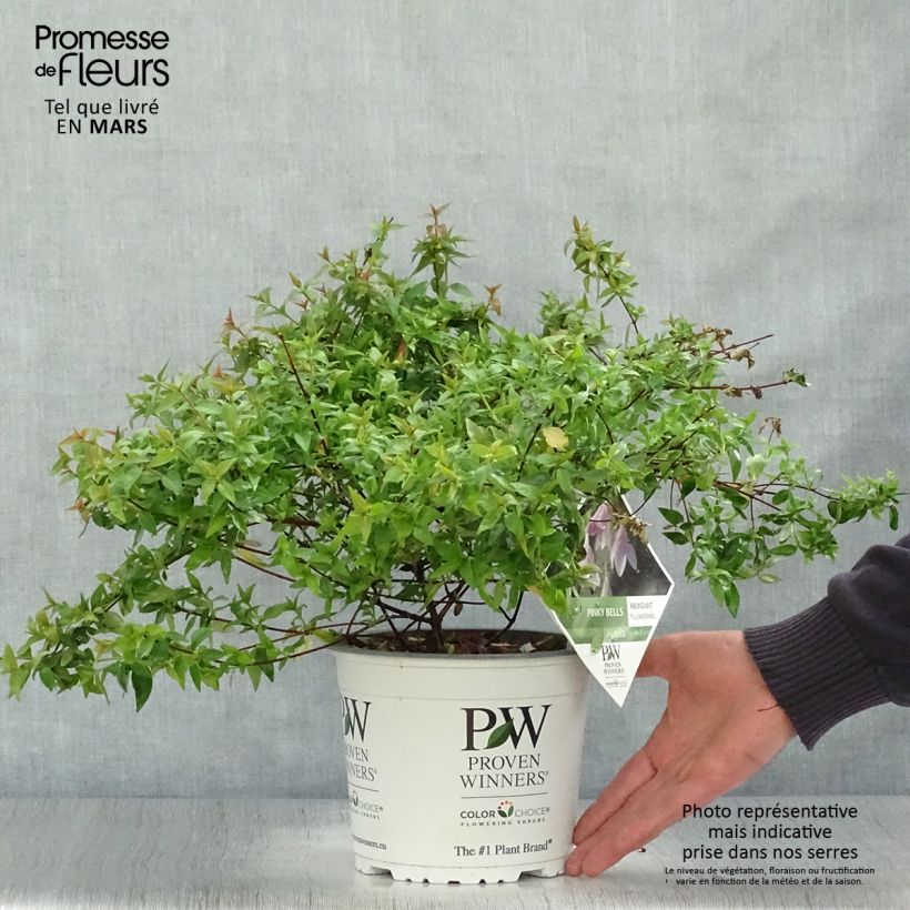 Abelia grandiflora Pinky Bells Maceta 2L/3L Ejemplar entregado en la primavera