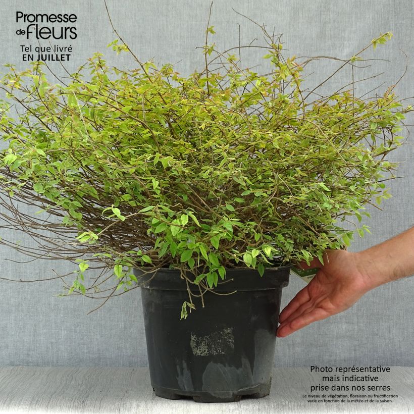 Ejemplar de Abelia grandiflora Pinky Bells Maceta 7,5L/10L entregado en verano