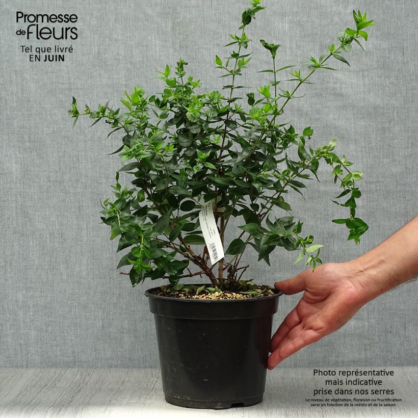 Ejemplar de Abelia Raspberry Profusion Maceta 3L/4L entregado en verano