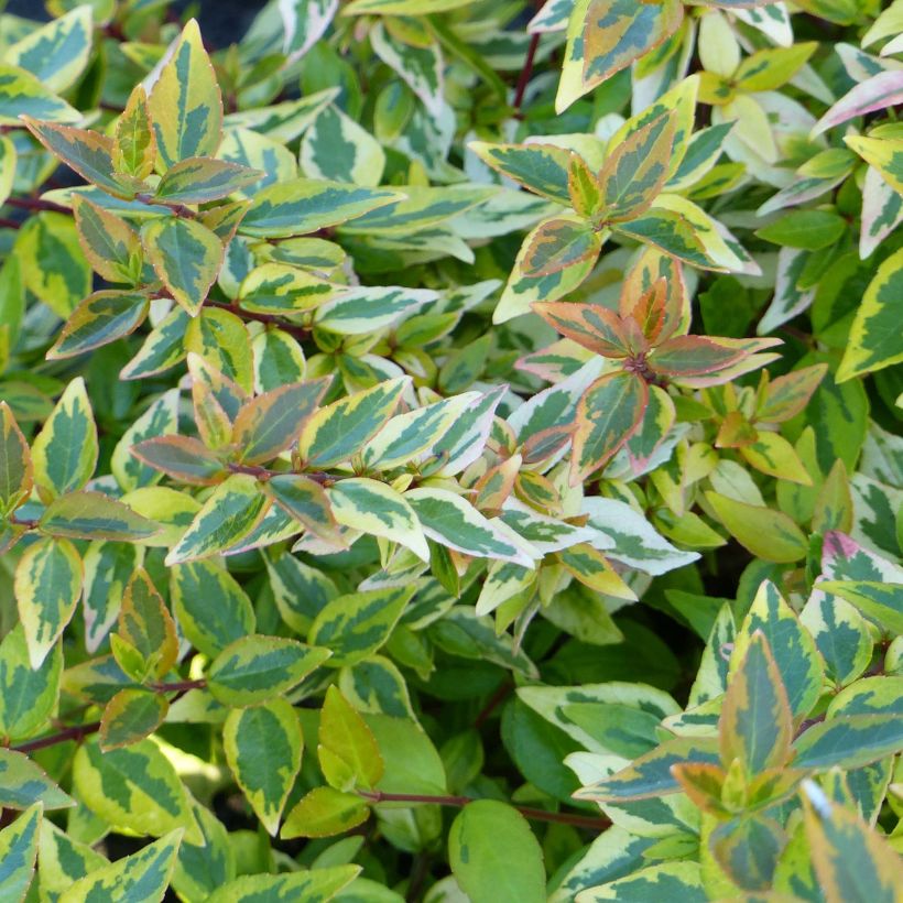 Abelia grandiflora Happy Daydream (Follaje)