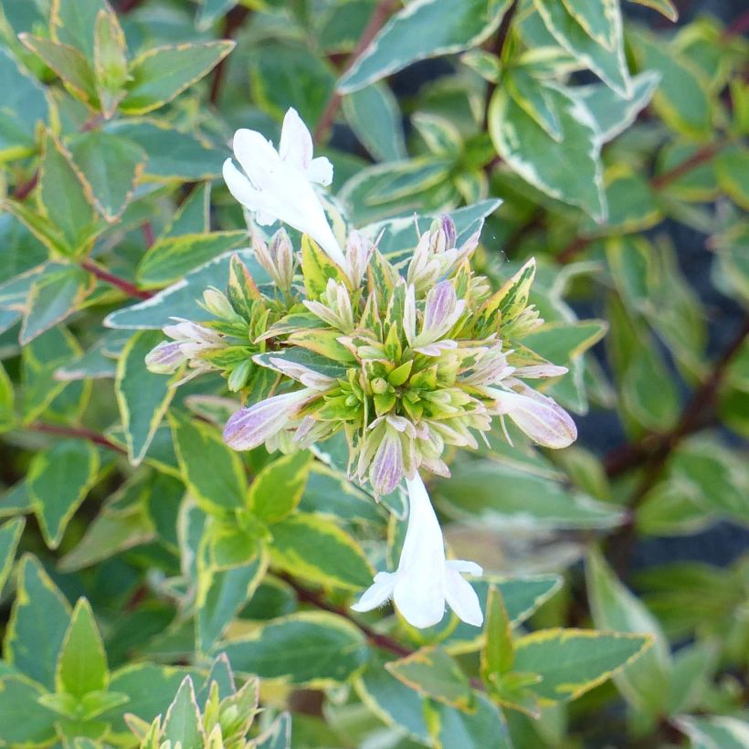 Abelia grandiflora Happy Daydream (Floración)
