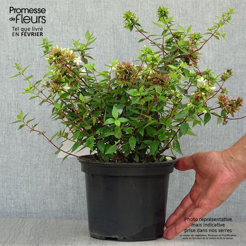 Ejemplar de Abelia grandiflora Sherwood Maceta 2L/3L entregado en otoño