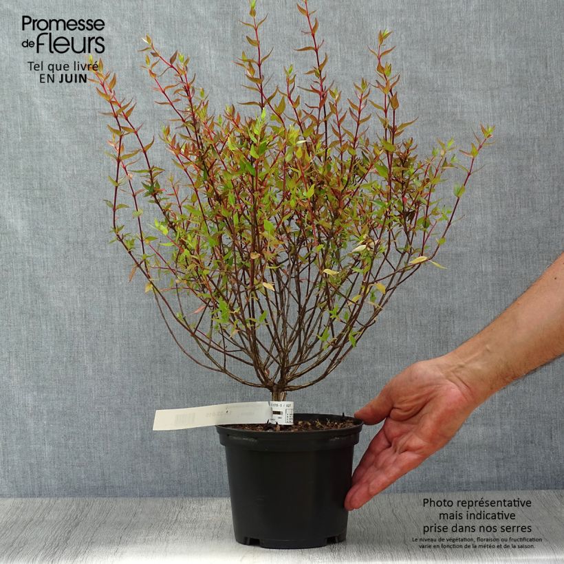 Ejemplar de Abelia grandiflora Sherwood Maceta 2L/3L entregado en verano