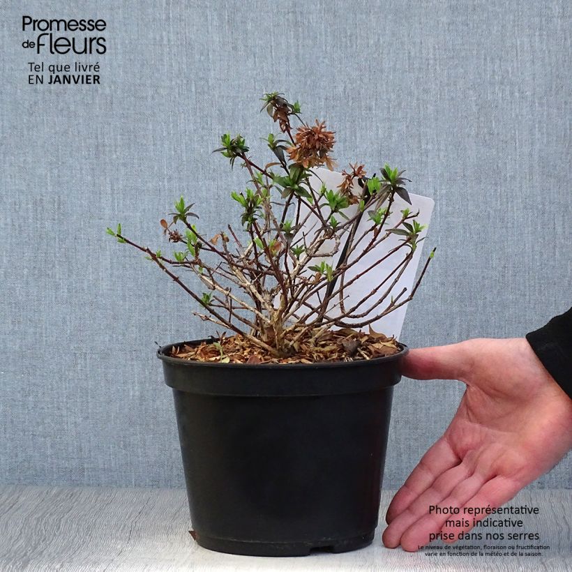 Abelia grandiflora Sherwood Maceta 2L/3L Ejemplar entregado en invierno