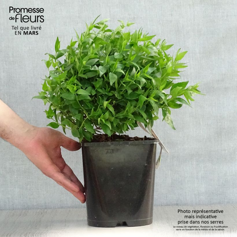 Abelia grandiflora Sherwood Maceta 2L/3L Ejemplar entregado en la primavera