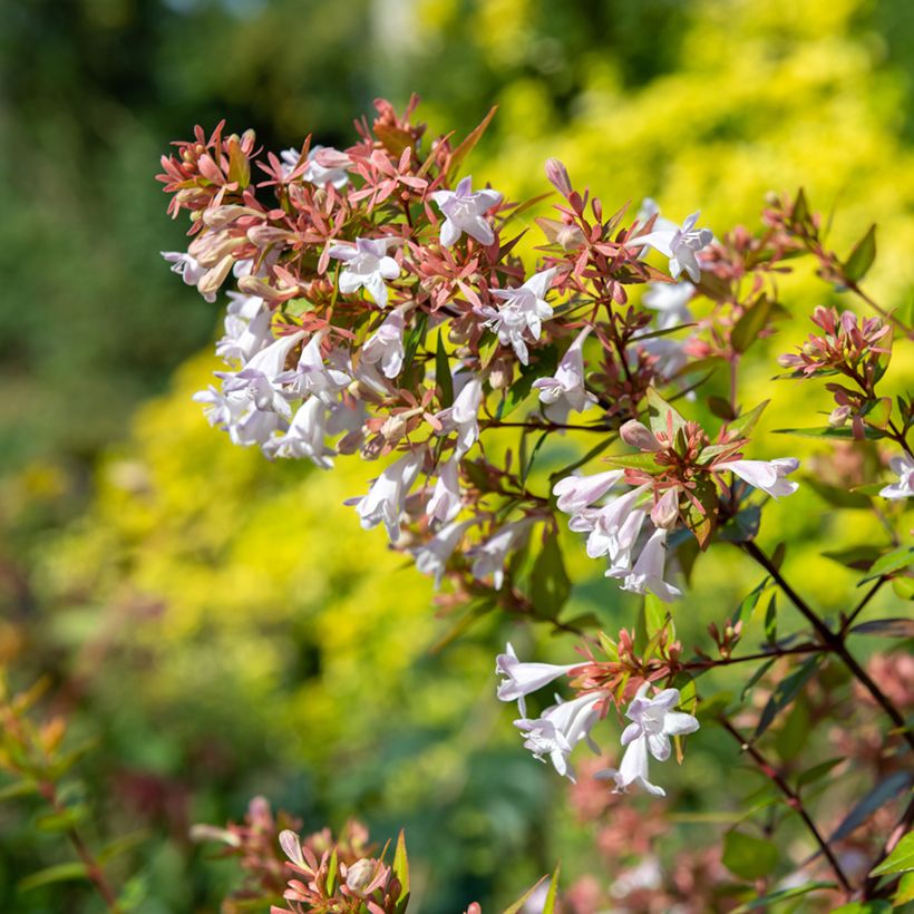 Abelia chinensis (Floración)