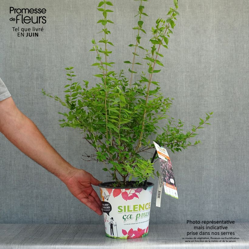 Ejemplar de Abelia chinensis Autumn Festival Maceta 4L/5L entregado en verano