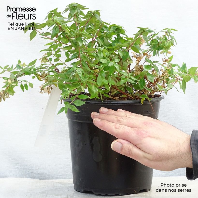 Abelia grandiflora Caramel Charm Maceta 3L/4L Ejemplar entregado en invierno