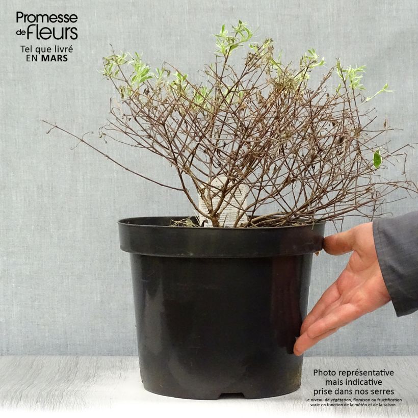 Abelia grandiflora Confetti Maceta 7,5L/10L Ejemplar entregado en la primavera