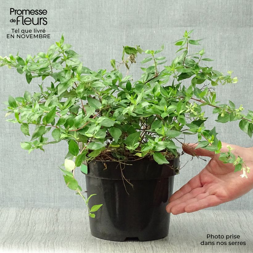 Ejemplar de Abelia grandiflora Francis Mason Maceta 3L/4L entregado en otoño