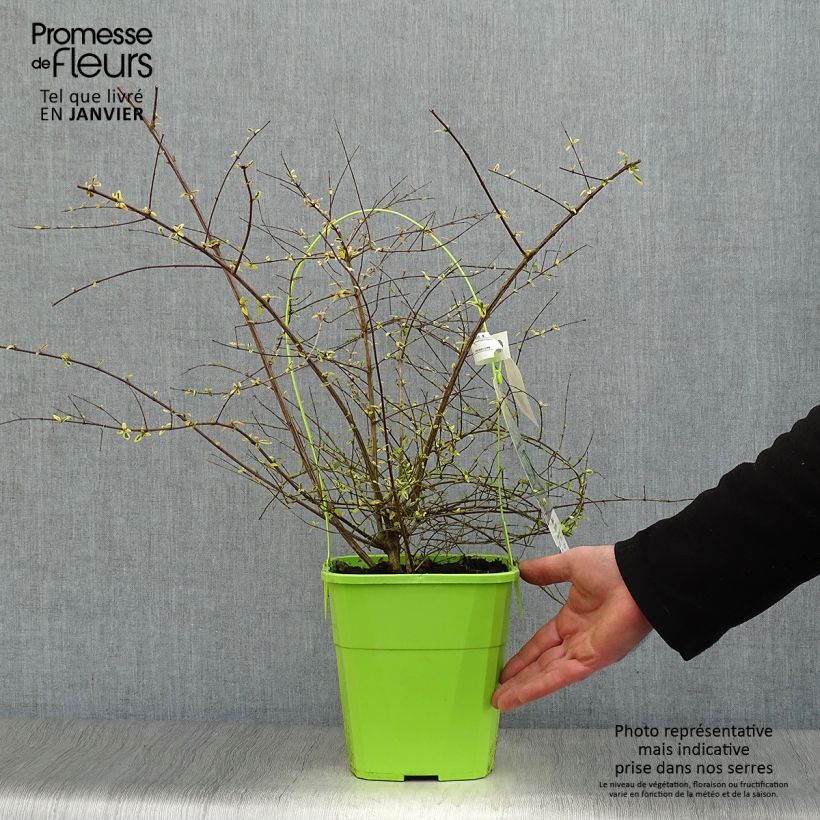 Abelia grandiflora Hopleys Maceta 2L/3L Ejemplar entregado en invierno